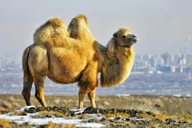 骆驼嘴里吐出的粉色肉球，是它们的舌头！是为了吸引异性！图片