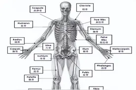 带你认识骨骼图片
