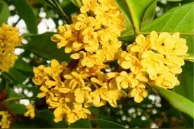 把树种邻居院里12年，新邻居搬来后直接把树砍光，女子：赔我30万图片