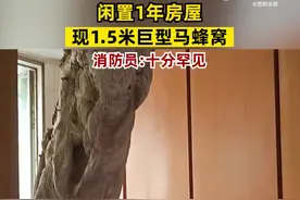 闲置1年房屋现1.5米巨型马蜂窝，消防：这么大的蜂巢十分罕见图片