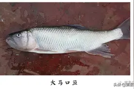 下河抓鱼都有多少种方法？有一种方法你可能没有想到图片