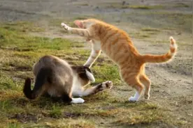 狗交配静悄悄，猫交配为啥撕心裂肺，交配后为何会暴打“丈夫”？图片