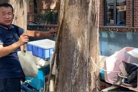 居民留言小区树上都是白蚁窝，现在情况如何了？图片