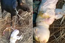 人面羊惊呆印度村民！人脸两腿无毛，被称“不祥征兆”图片