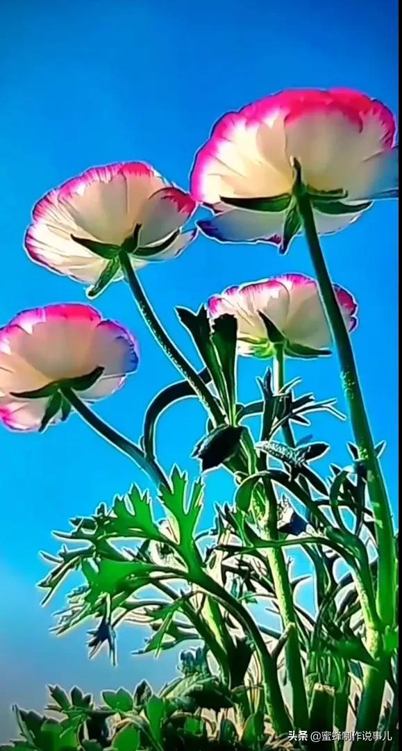 一束鲜花，醉蓝天