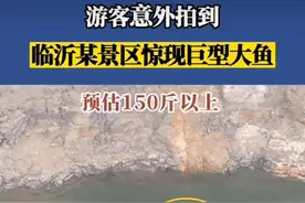 山东矿坑出现两条大鱼，体重估计上百斤：水源封闭为何会有大鱼？图片