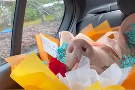 重庆一女子收到一束“猪脑壳鲜花”，抱着它合影“yue”了图片