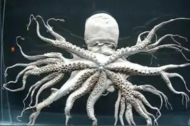 日本核辐射有多可怕？96条腿的章鱼，简直就是现实版的生化危机！图片