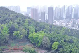 景美人少！黄石城区藏着一片海棠花园！图片