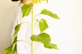 乌克兰的国花——向日葵，你不知道的另一面图片