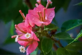 三角梅的话语：顽强，沉默，永远得不到真爱的悲哀图片