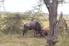角马打架致马角缠绕，活着的一方被迫看着斑鬣狗一点点吃掉对方图片