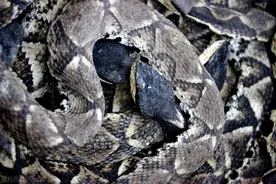 我国最毒的毒蛇是什么？中国十大毒蛇排名，看看我国哪种蛇最毒！图片