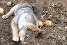 辽宁一狗子帮主人地里挖土豆，埋头苦干的动作萌化了：是来报恩的图片