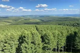 擅自砍伐被风吹倒的树木是否构成犯罪？明确了！图片