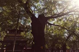 从网红道士到网红产业，隐秘的道教生意经图片