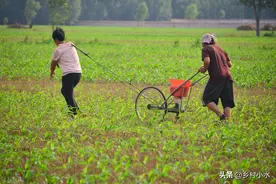 玉米如何施肥产量高？追肥用尿素好还是复合肥好？老农教你别错了图片