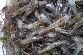 被人忽视的6种河鲜，过去常拿来喂鸭，如今想吃看运气，你吃过吗图片