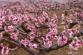 进入夏季后，如何管理桃树？桃树着色和花芽分化问题应该如何解决图片