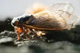 蝉在地下生活十多年，破天后寿命不超两周？蝉鸣声一秒可达1万次图片