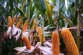 国家农作物优良品种推广目录（2023年）→玉米品种简介图片