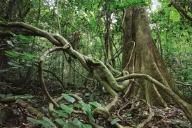 新疆姑娘回家被狼群包围，全趴在地上像条大狗，原来她是女主人图片