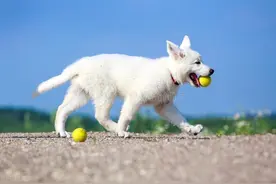 狗狗结石怎么治？吃什么药比较好？图片