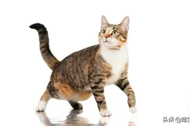 猫咪竟然有“小肚腩”，走路左右摇摆，需要减肥吗？图片