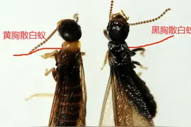 武汉正值白蚁高峰期，专家：低楼层更容易有白蚁入侵风险， 建议下雨前关好纱窗图片