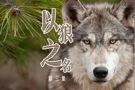 七匹狼品牌名是怎么来的？背后或许有你不知道的事儿图片