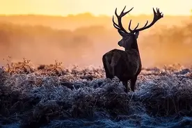冬天喝葡萄酒的5大好处，99%的人不知道！图片