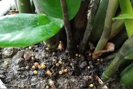 农村榨油，剩下的花生饼是好东西，当成肥料用，肥效嘎嘎猛图片