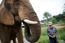 孤独无援的大象：无事可做，无处可去图片