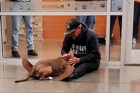 走失的狗两年后重逢主人，在面对新旧主人时，它的选择令人感动图片