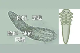 你所不知道的螨虫图片