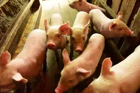 粤北山村养猪大户：做好这几步，新生仔猪的成活率翻倍图片