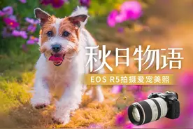 秋日物语 EOSR5拍摄爱宠美照图片