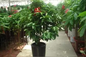 有钱人养树不养花，这3种“转运树”，多贵也要养在家里图片