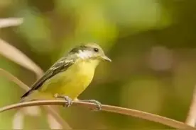 民间故事：将军府遭贼，朱元璋亲赐圣物损坏，黄雀助将军逃过一劫图片