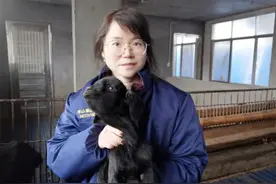 农民小规模养殖黑山羊，一年能赚多少钱？图片