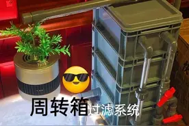 养鱼就是玩过滤，周转箱过滤很丑，但是过滤效果真的很强大图片