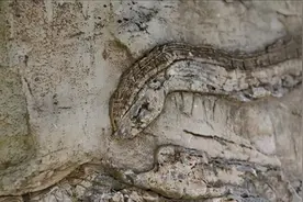 蛇的克星有哪些？再厉害的蛇也毫无抵抗能力，只能绕道走图片