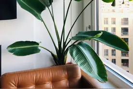 市面上常见的两种鹤望兰，选对了才能开花，室内养可真难养好图片