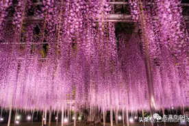 这季节，日本8个地方的紫藤花，太妖娆了图片