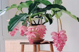 8种“昂贵花”，工薪族“舍不得”买，但是太好看，有钱要买个遍图片