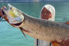 南水北调中线通水8年多，干渠全年禁渔，最大的“鱼王”能长多大图片