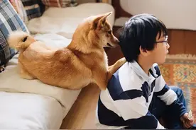 当宠物狗被你“养熟”后，这6种现象，非常明显图片