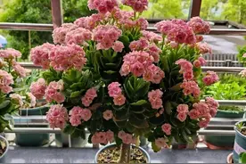 这5种盆栽，吉祥漂亮，叶绿花繁，旺家旺人图片