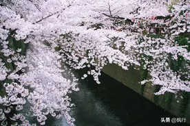 一条河沟成了网红爆款！北京十里堡桃花已满开；附驾车与拍摄攻略图片