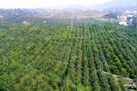 【喜迎党的二十大·消薄扶强看变化】邻水县石滓镇大河坝村：“红色链”串起“金产业”图片